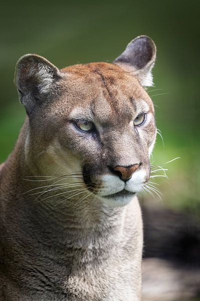 Cougar portrait against green background by Barbara Kempeneers