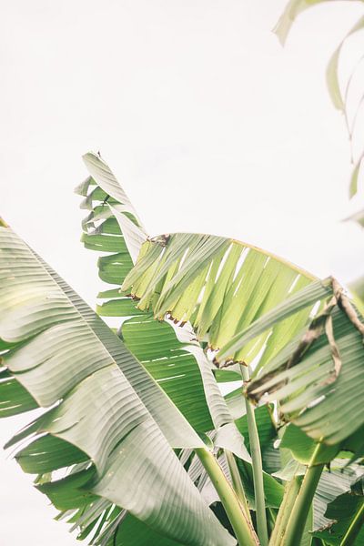 Banana Leaves by Patrycja Polechonska