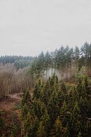 des forêts brumeuses dans les collines d'Allemagne