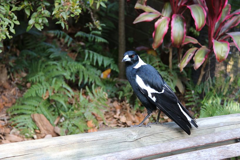 Vogel auf dem Balken by Annette Gasch