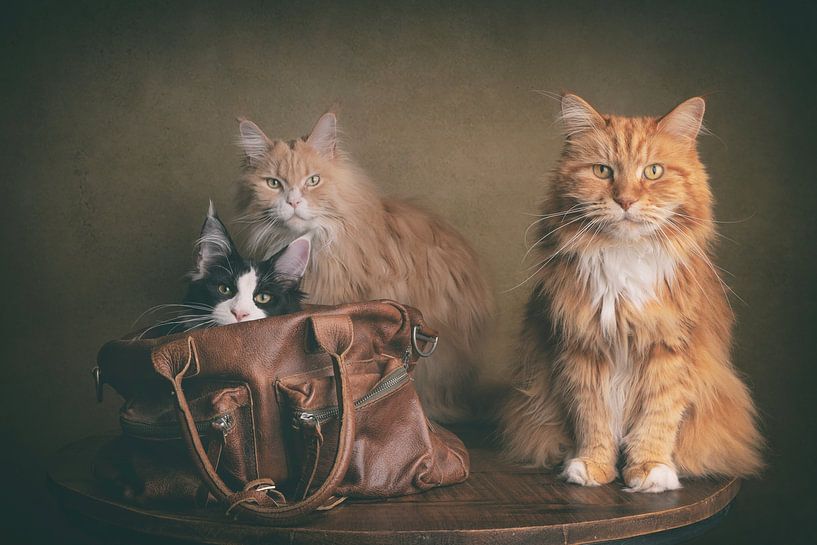 Die Katze im Sack von mirka koot