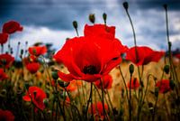 Coquelicots dans le champ