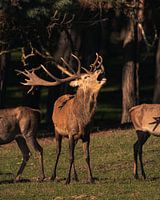 Burling deer
