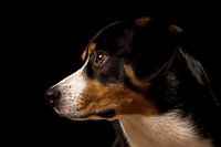 Miko, onze 3-jarige Entlebucher Sennenhond
