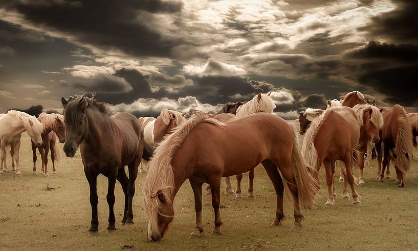  paarden in de wei  by HMS