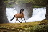 Le pouvoir de l'Islande en mouvement