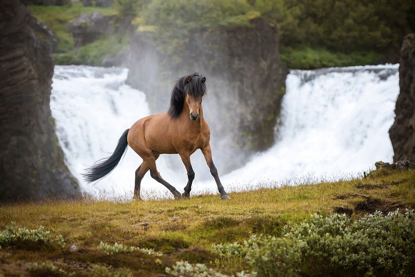 Le pouvoir de l'Islande en mouvement par Lieselotte Claesens