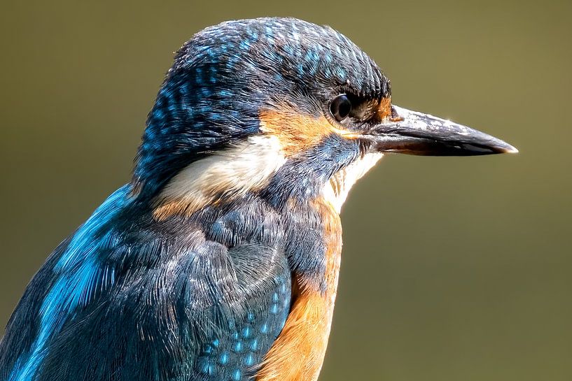 Magnifique portrait d'un martin-pêcheur par Gianni Argese