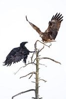The raven and the kite fighting for the best spot!