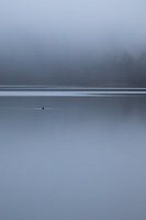 Eine einsame Ente in den schwedischen Schären.