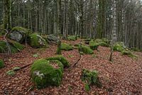 Germany - Black Forest - Günterfelsen