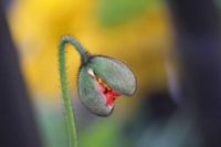 A kind of poppy in button