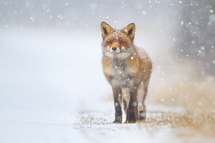 Fuchs im Schneesturm von Pim Leijen