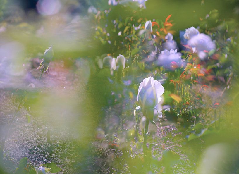 Rosengarten (II) von Marianna Pobedimova