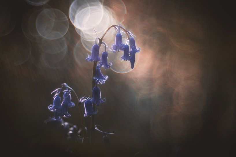 Photo 7 par Silvia Creemers