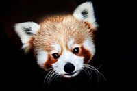 Portrait Red panda