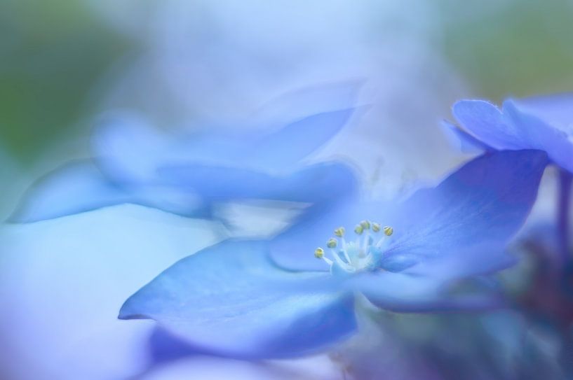 In Bewegung.... von LHJB Photography