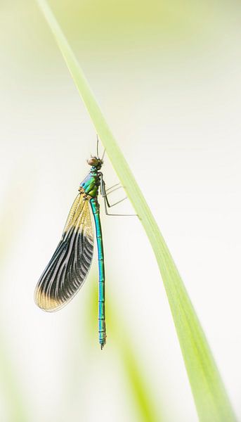 Die Wiesenbuchen-Jungfernfliege hängt am Schilf. von Erik Veldkamp
