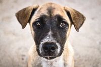 Welpe in Indonesien.