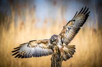 Anfliegender Bussard.