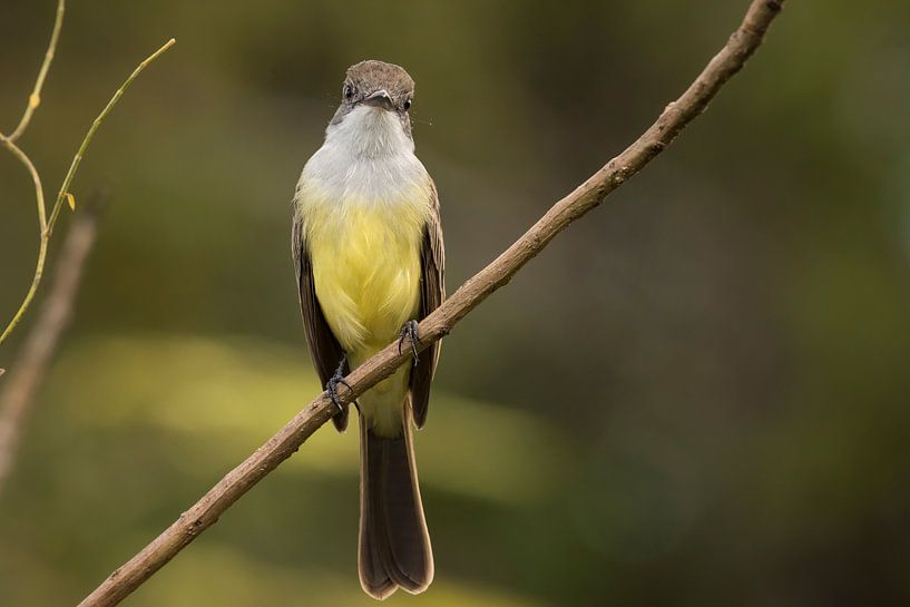 Vogel die de camera bekijkt von Leon Doorn