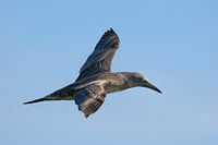 Juvénile Jan van Gent