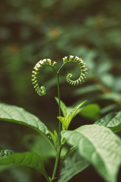 Green plant by Veri Gutte