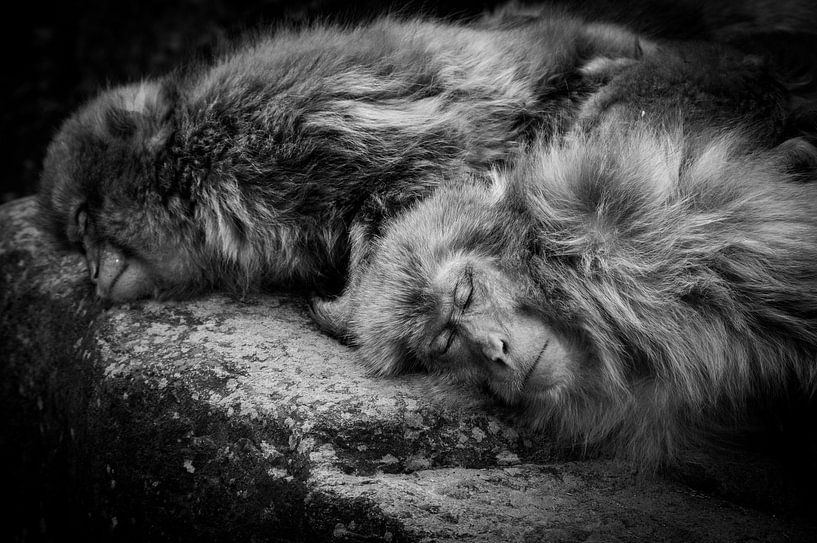 Dormir par Akihiro Shibata