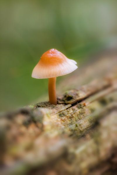 Pilz am Baumstamm von Moetwil en van Dijk - Fotografie