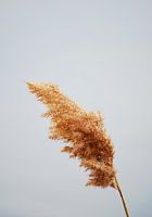 Getrocknete Pampa auf neutralem Hintergrund - Boho-Naturfotografie