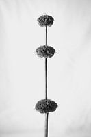 Botanisches Porträt