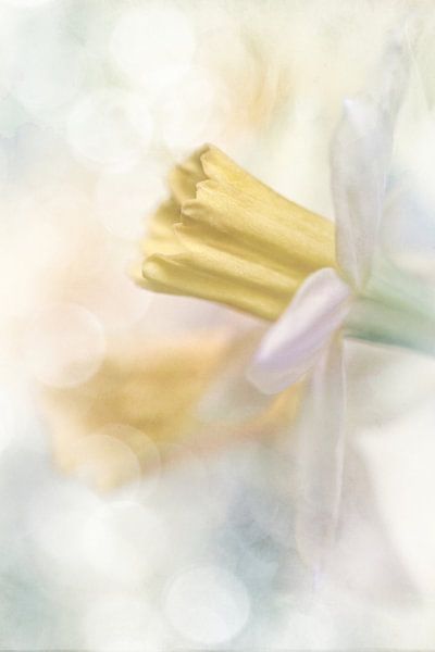 Éclosion d'une fleur (2) par Bob Daalder