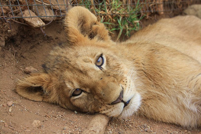 Leeuwen jong van Marjolein Martens