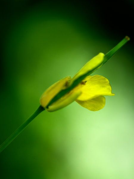 Kleine gelbe Blume in Knospe von Gerard de Zwaan