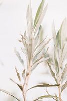 Olive tree | oklijtakken | fine art photography