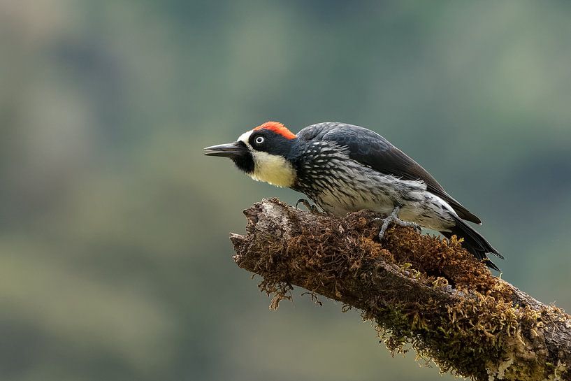 Acorn specht par Eddy Kuipers
