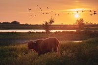 schotsehooglander tijdens een zonsondergang