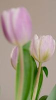 Tulipes