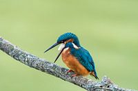 ijsvogel kingfisher 