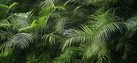 palmenblätter im dschungel