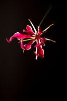 Schwebende Gloriosa Blume auf schwarzem Hintergrund