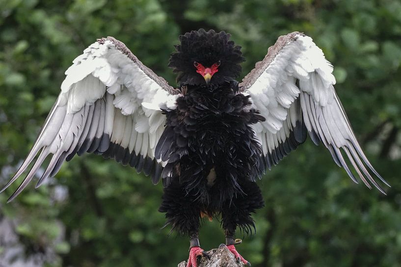 Bateleur by Loek Lobel