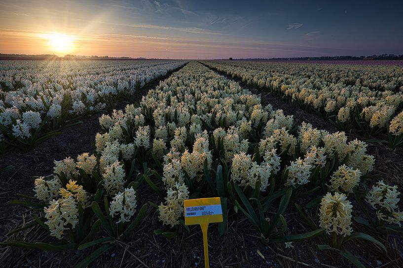 Yellowstone hyacinths near Stompetoren by peterheinspictures