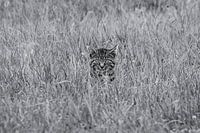 Minou de la ferme en déplacement