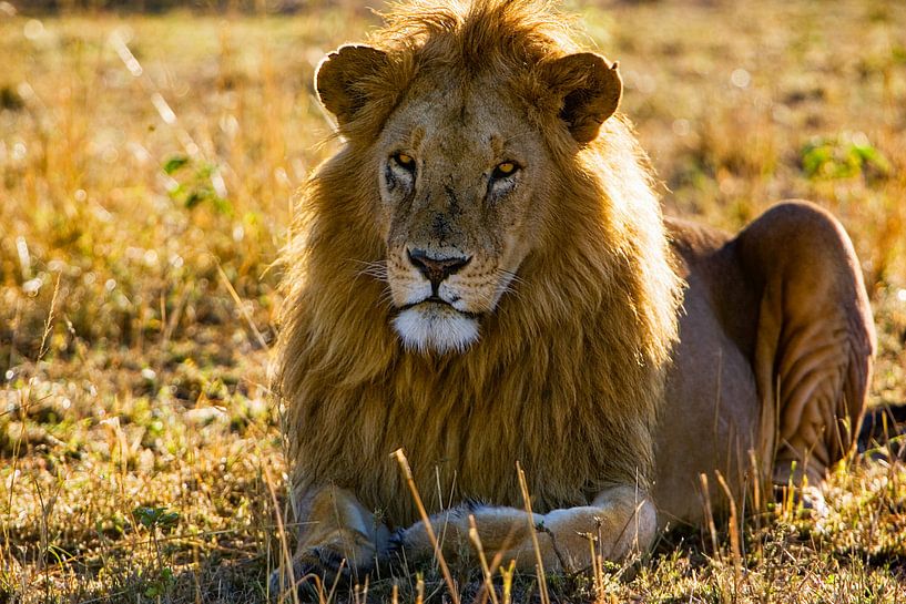 Ruhender Löwe von Peter Michel