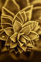 Plant in lotusvorm met dauwdruppel