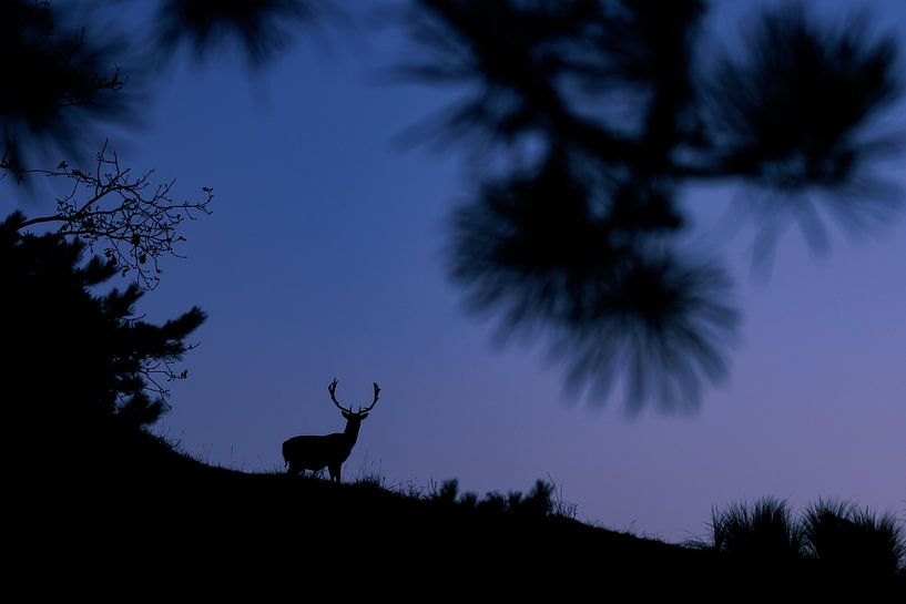 Damhirsch im letzten Licht des Tages von Pim Leijen