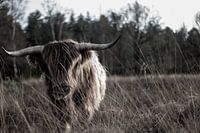 Schottischer Highlander auf dem Moor