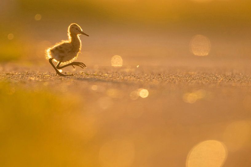 Black-Tailed Godwit (Limosa limosa) chick on meadow by Marcel van Kammen