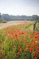 Mohnblumen in Aalten